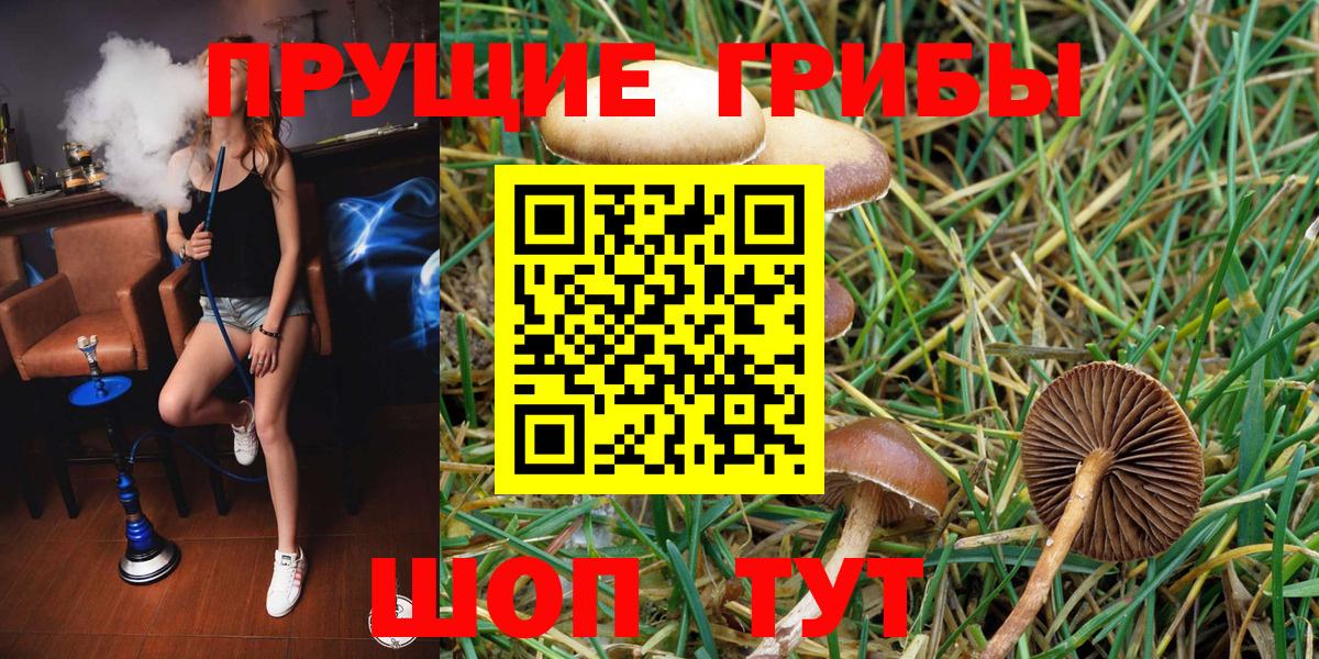 где можно купить   Вход с VPN  Россия  Псилоцибиновые грибы Psilocybe 
